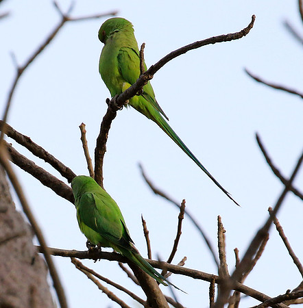 Ring-necked parakeet