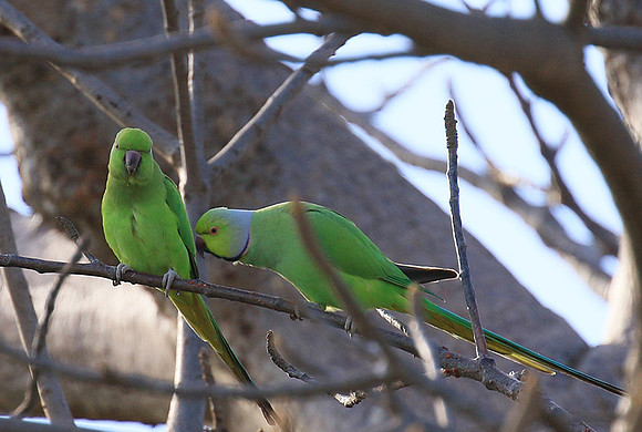 Ring-necked parakeet