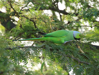 Ring-necked parakeet