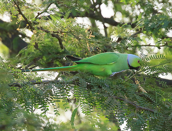 Ring-necked parakeet