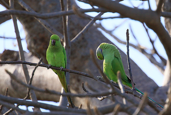 Ring-necked parakeet