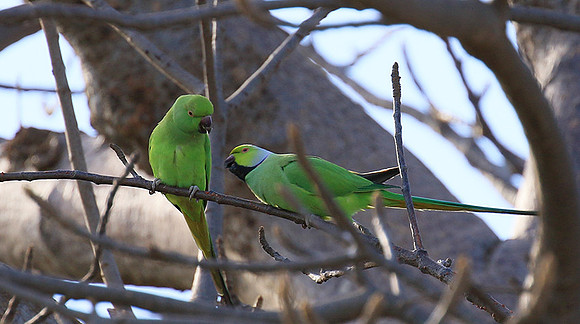 Ring-necked parakeet
