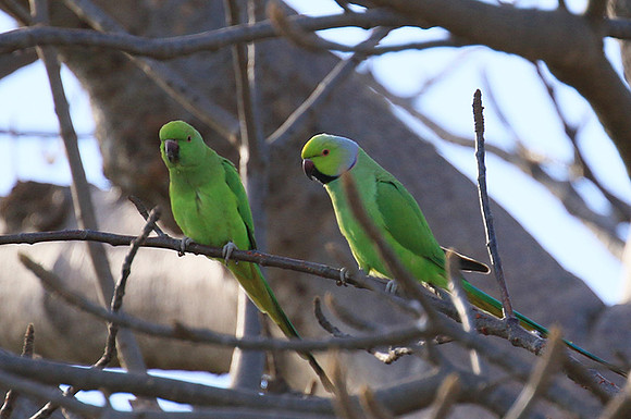 Ring-necked parakeet