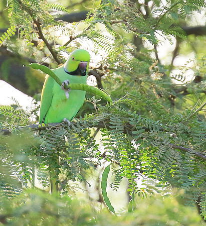 Ring-necked parakeet