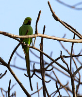 Ring-necked parakeet