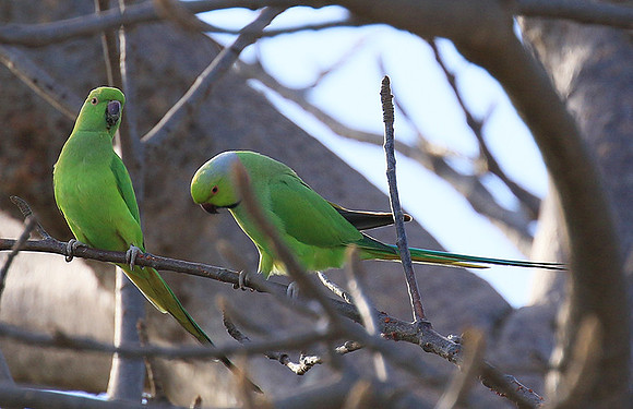 Ring-necked parakeet