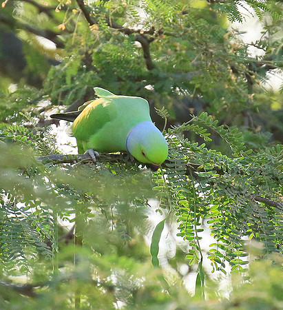 Ring-necked parakeet