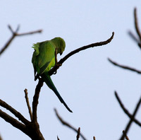 Ring-necked parakeet