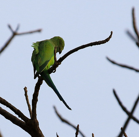 Ring-necked parakeet