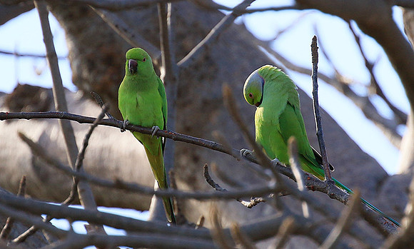 Ring-necked parakeet