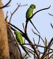 Ring-necked parakeet