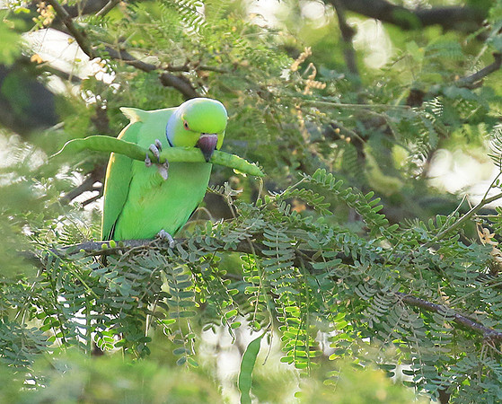 Ring-necked parakeet