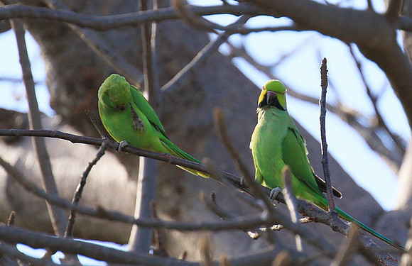 Ring-necked parakeet