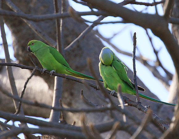 Ring-necked parakeet