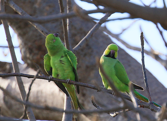 Ring-necked parakeet