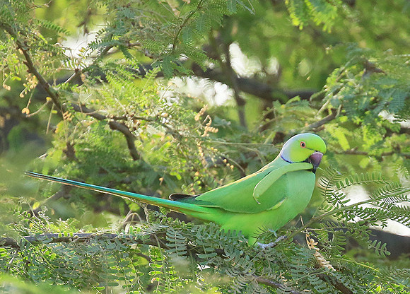 Ring-necked parakeet