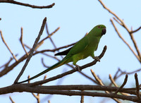 Ring-necked parakeet