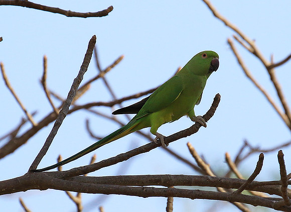Ring-necked parakeet
