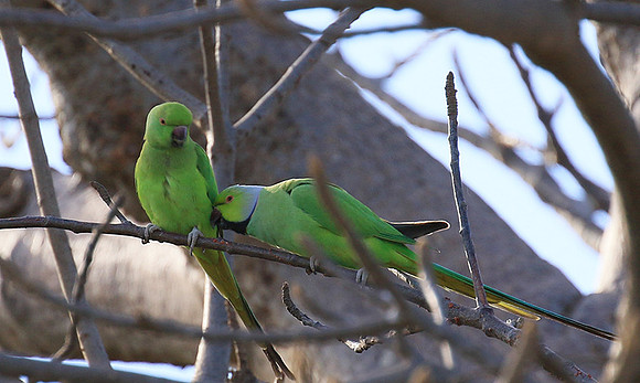 Ring-necked parakeet