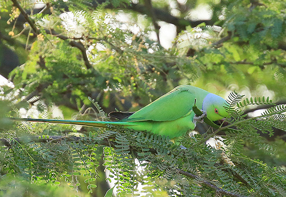 Ring-necked parakeet