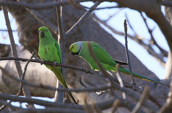 Ring-necked parakeet