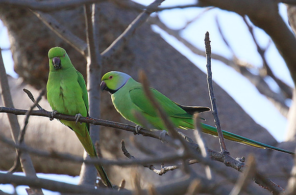 Ring-necked parakeet