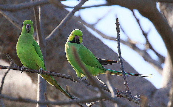 Ring-necked parakeet