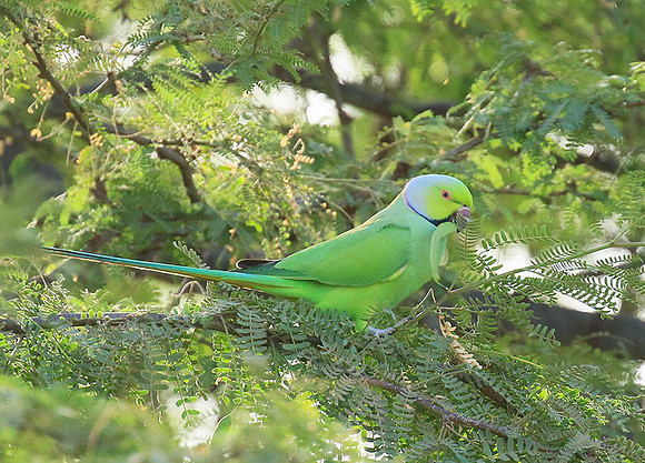 Ring-necked parakeet
