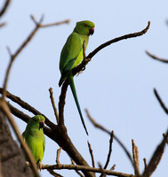 Ring-necked parakeet