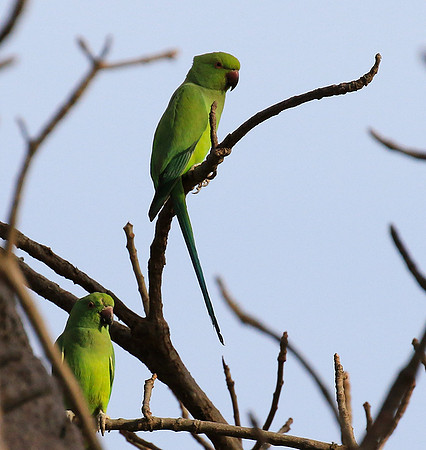 Ring-necked parakeet