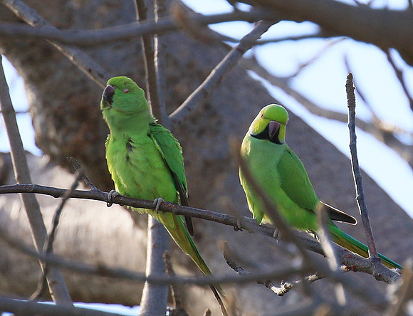 Ring-necked parakeet