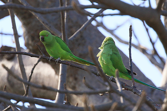Ring-necked parakeet