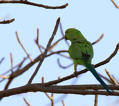 Ring-necked parakeet