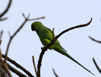 Ring-necked parakeet