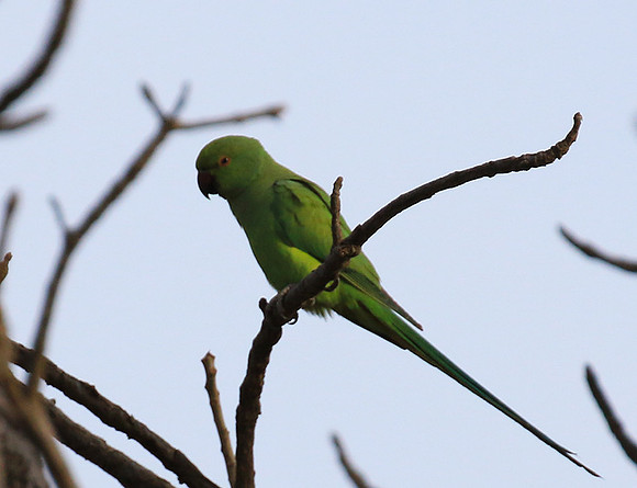 Ring-necked parakeet