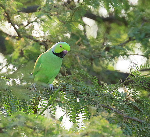 Ring-necked parakeet