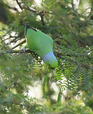 Ring-necked parakeet