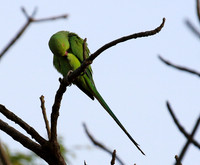 Ring-necked parakeet