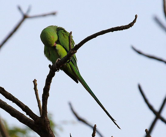Ring-necked parakeet