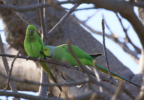 Ring-necked parakeet
