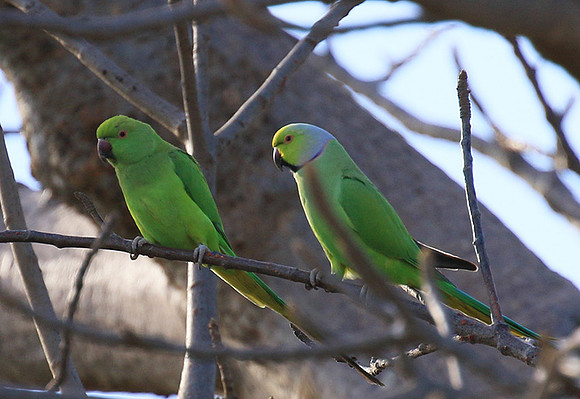 Ring-necked parakeet
