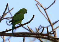 Ring-necked parakeet
