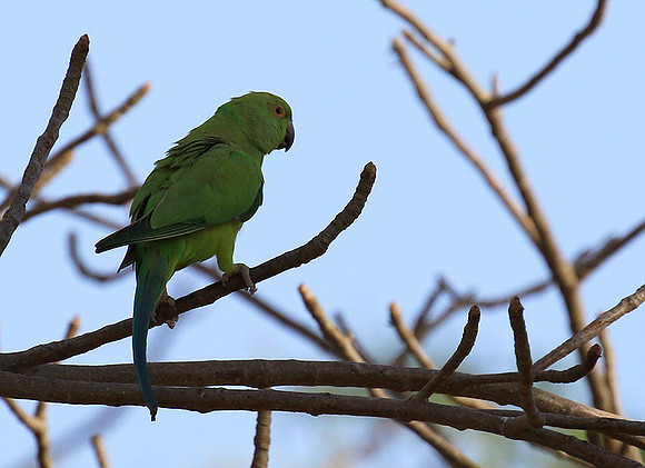 Ring-necked parakeet