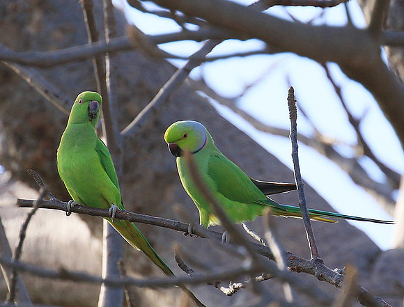 Ring-necked parakeet