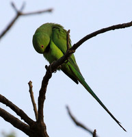 Ring-necked parakeet