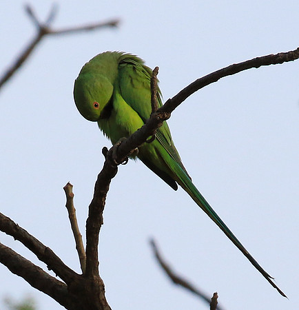 Ring-necked parakeet