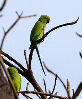Ring-necked parakeet