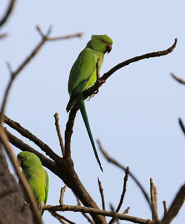 Ring-necked parakeet