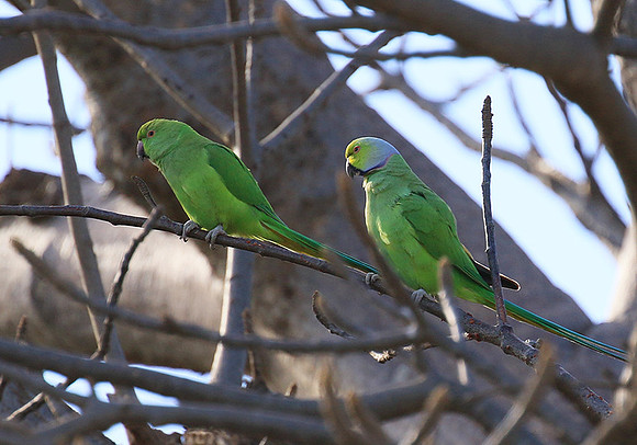 Ring-necked parakeet