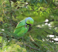 Parakeets